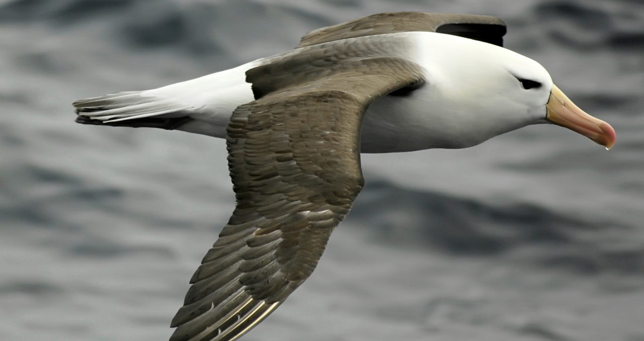 Black-browed albatross polar latitudes