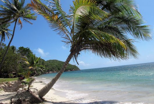 manzanillo-beach palm tree colombia