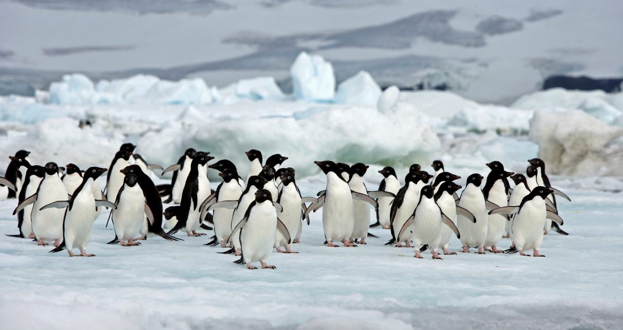 penguins-antarctica-antarpply