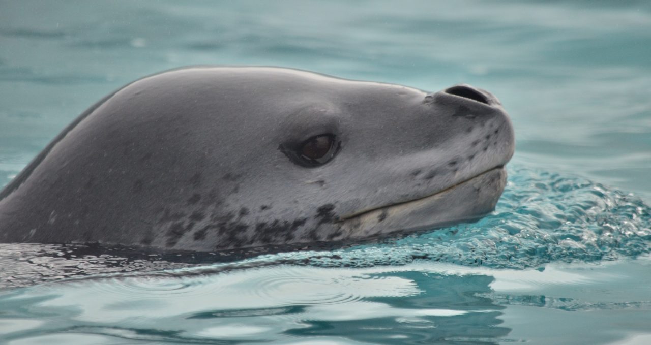 leopard-seal-wildlife-antarpply-antarctica