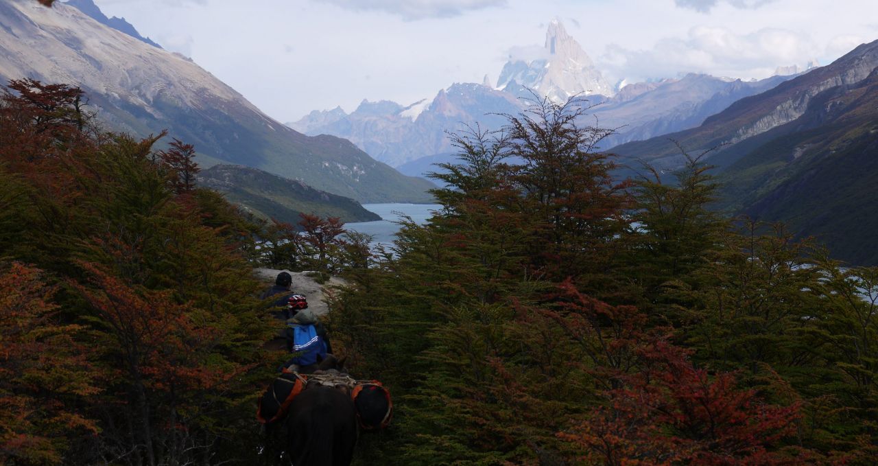 arriving-through forest argentina