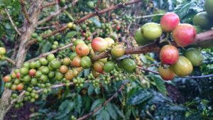 coffee beans colombia