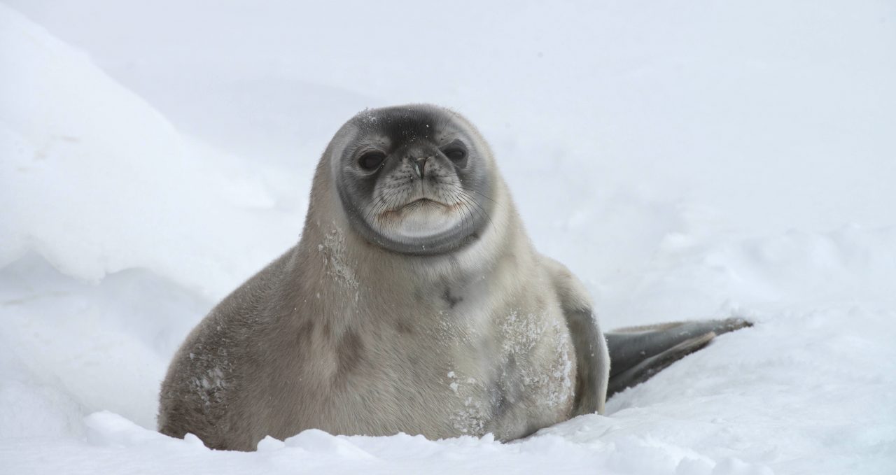 seal_pup-polar-latitudes-antarctica