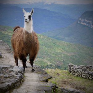 llama-at-kuelap-peru