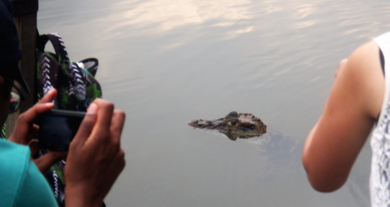 Black Caiman and camera, Posadas Amazonas, Peru