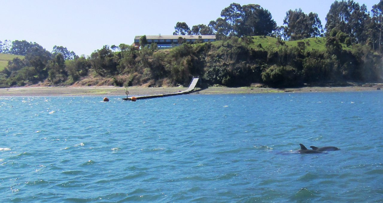 Dolphins in the bay infront of the hotel, Hotel Tierra Chiloe, Chile