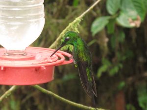 Humming bird closeup with feeder, Santa Lucia, Ecuador