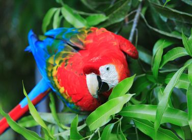 Macaw at Heath River Wildlife Centre, Peru