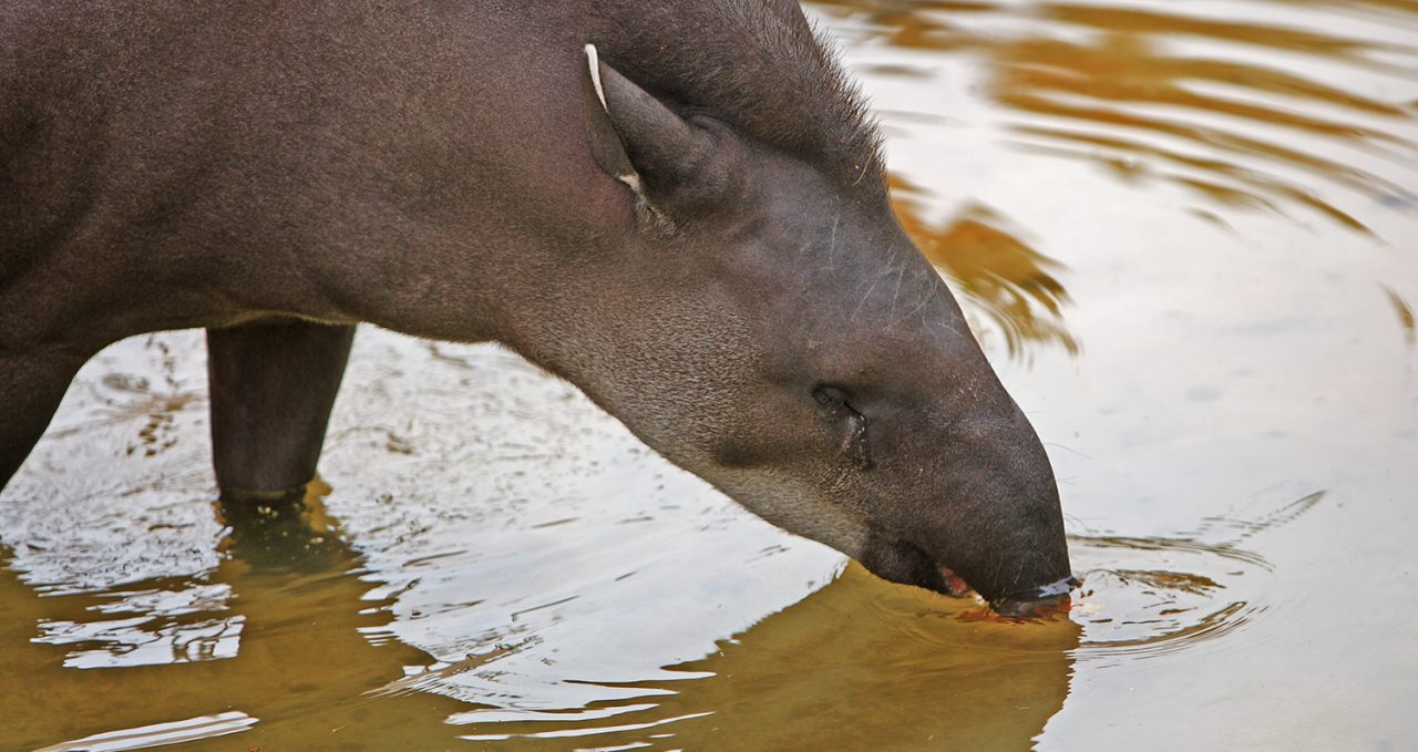 Heath River Tapir drinking, Peru