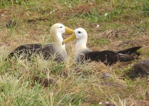 Galapagos Islands, Albatrosses