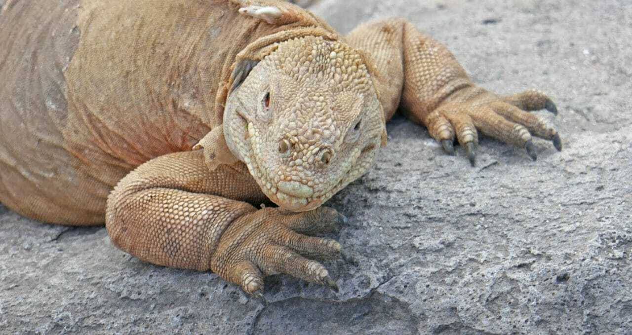 Galapagos Islands, Santa Fe Land Iguana