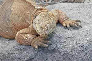 Galapagos Islands, Santa Fe Land Iguana