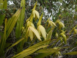 Orchids Choquequirao trail