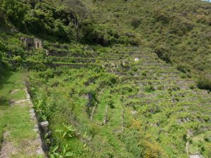 Pinchaunuyoc on Choquequirao trek