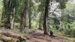 Forest in Huerquehue National Park, Chile