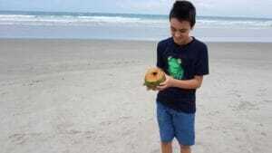 Coconuts on the beach, Ecuador