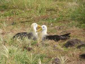 Galapagos Albatross