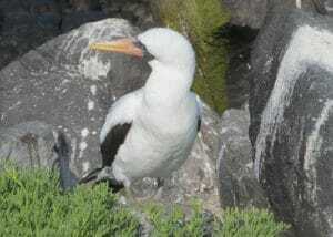 Nazca Booby, Galapagos