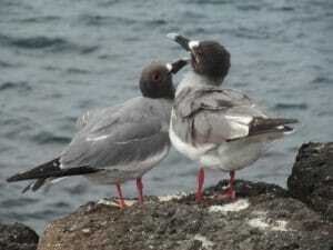 Swallow tailed gull, Galapagos