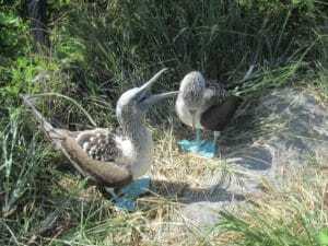 Blue-footed booby, Galapagos