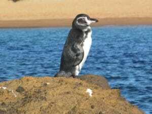 galapagos penguin