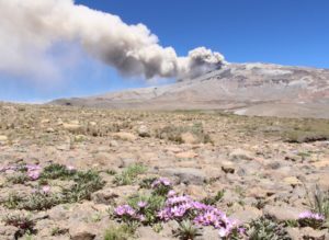 volcano and flowers