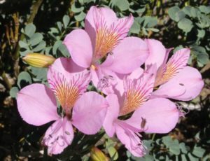 purple flowers