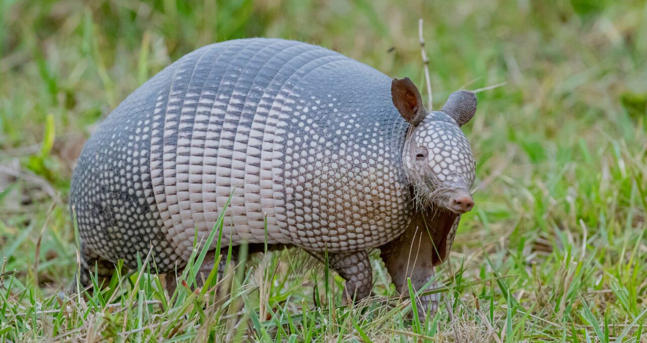 A photo of a Banded armadillo, Brasil, Pantanal