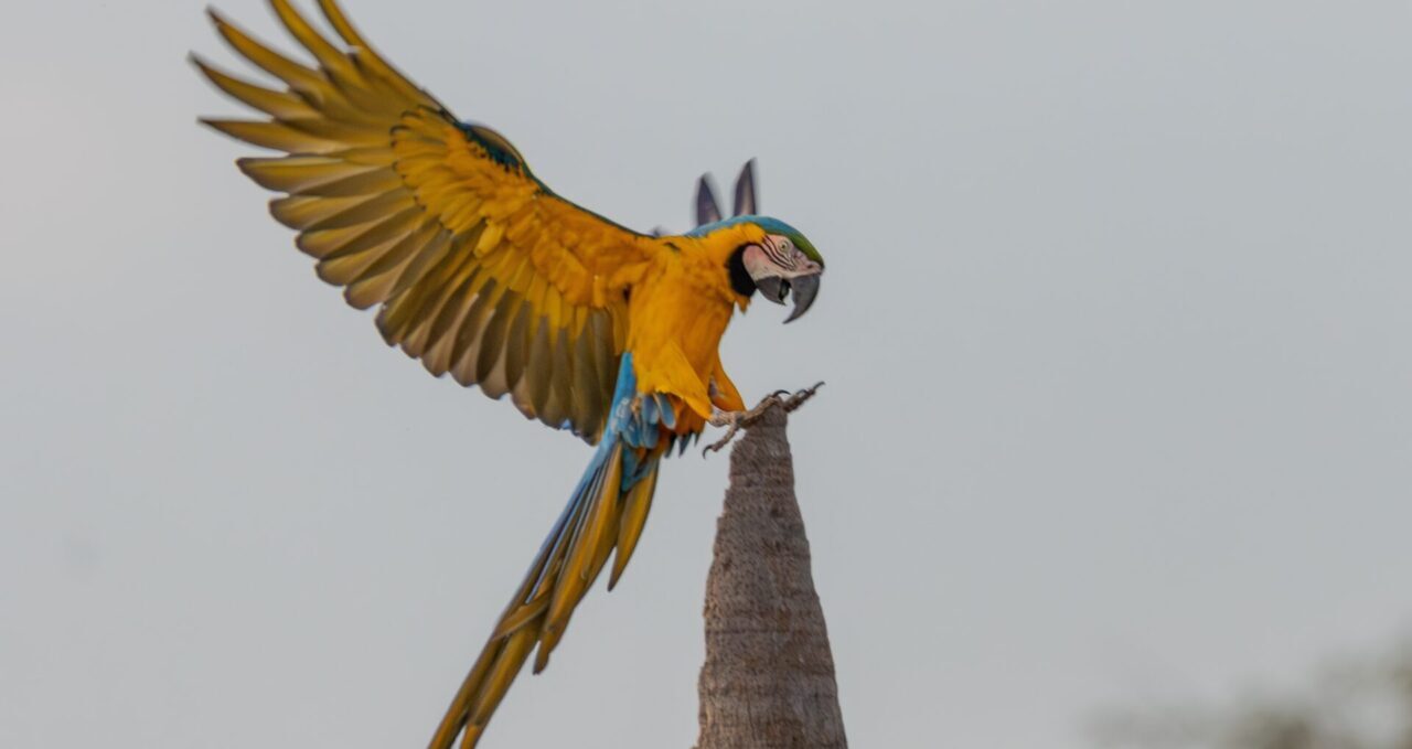 A photo of a Blue and yellow macaw, Brasil, Pantanal