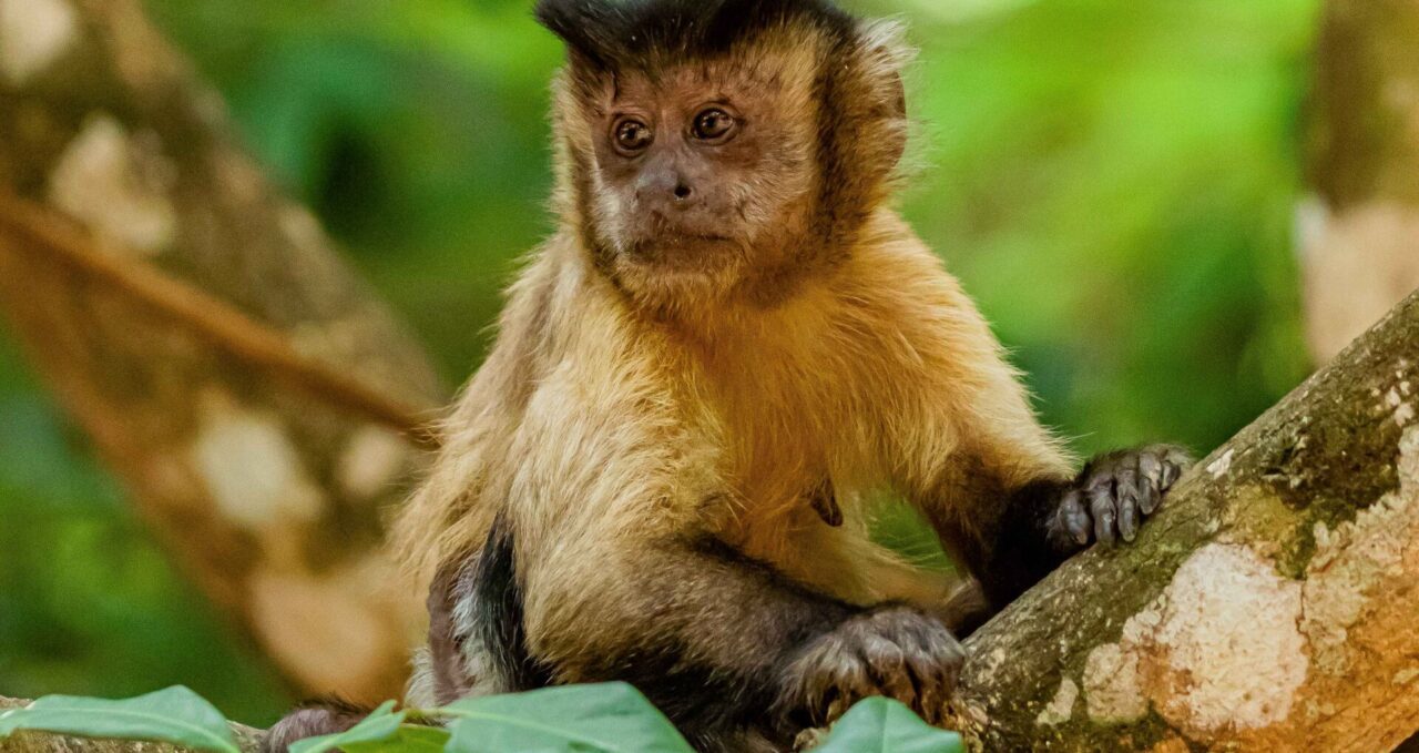 A photo of a Capuccin monkey, Brasil, Pantanal