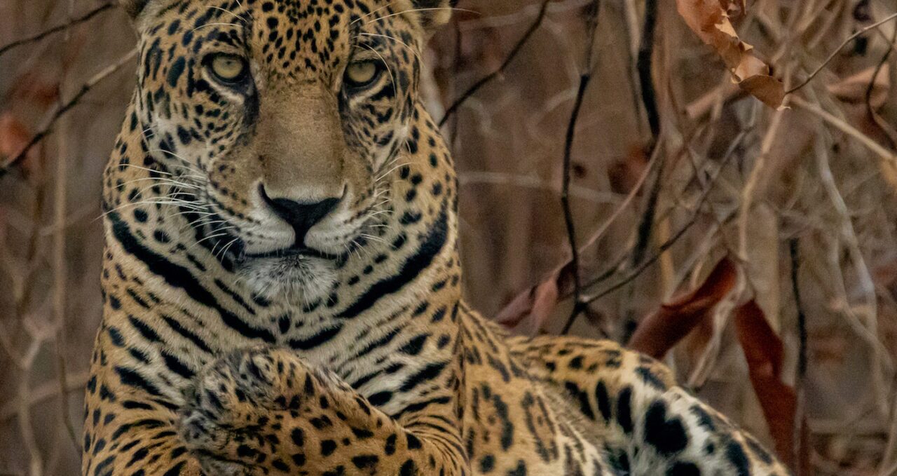 A photo of a Jaguar lying down, Brasil, Pantanal