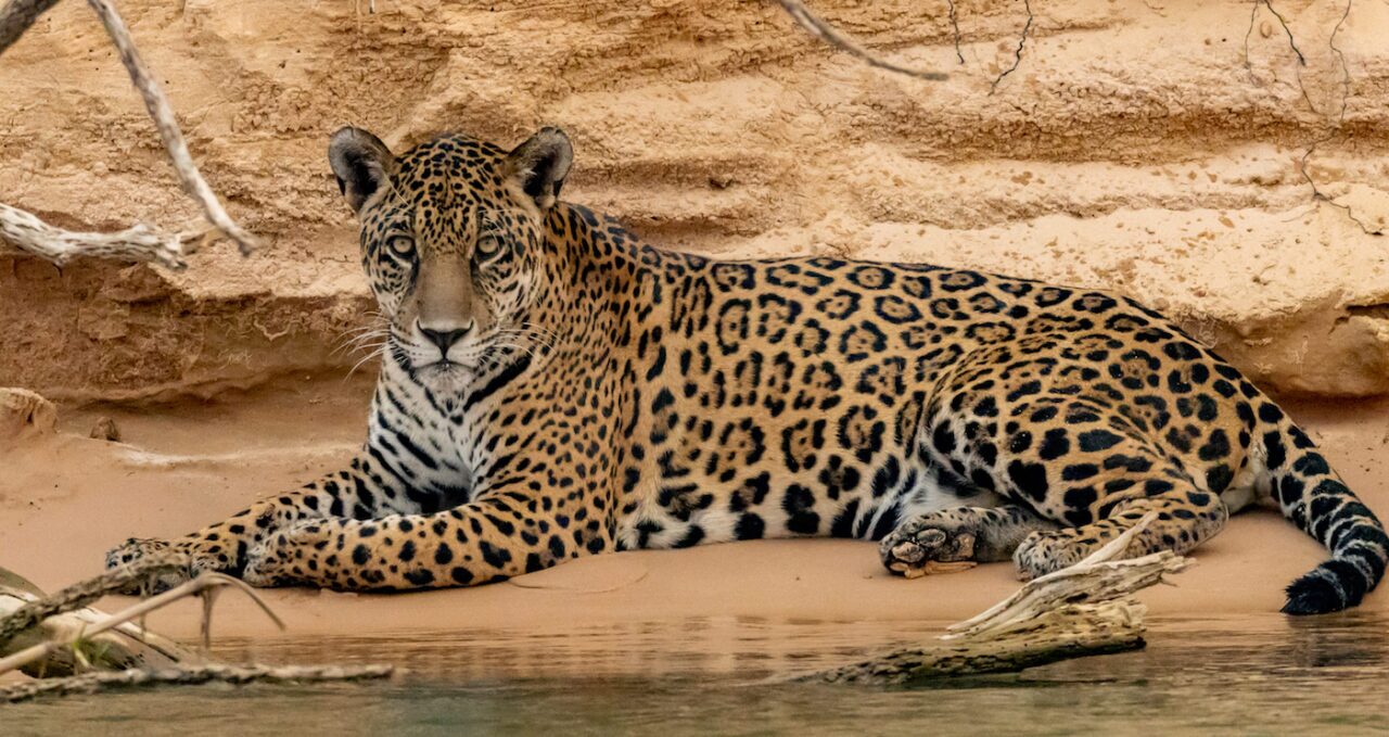 A photo of a Jaguar on beach, Brasil, Pantanal