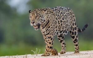 A photo of an Onca, Brasil, Pantanal