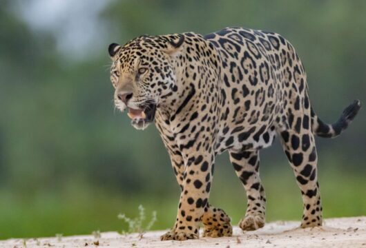 A photo of an Onca, Brasil, Pantanal