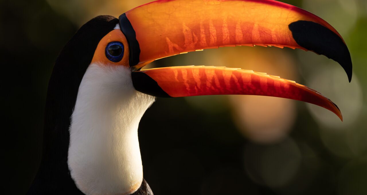 A photo of Toco Toucan, Brasil, Pantanal