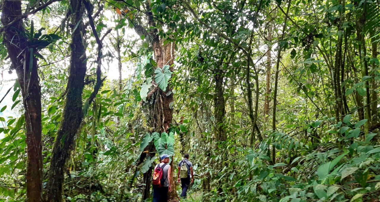 Cloudforest walk, El Monte