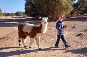 Llama trekking