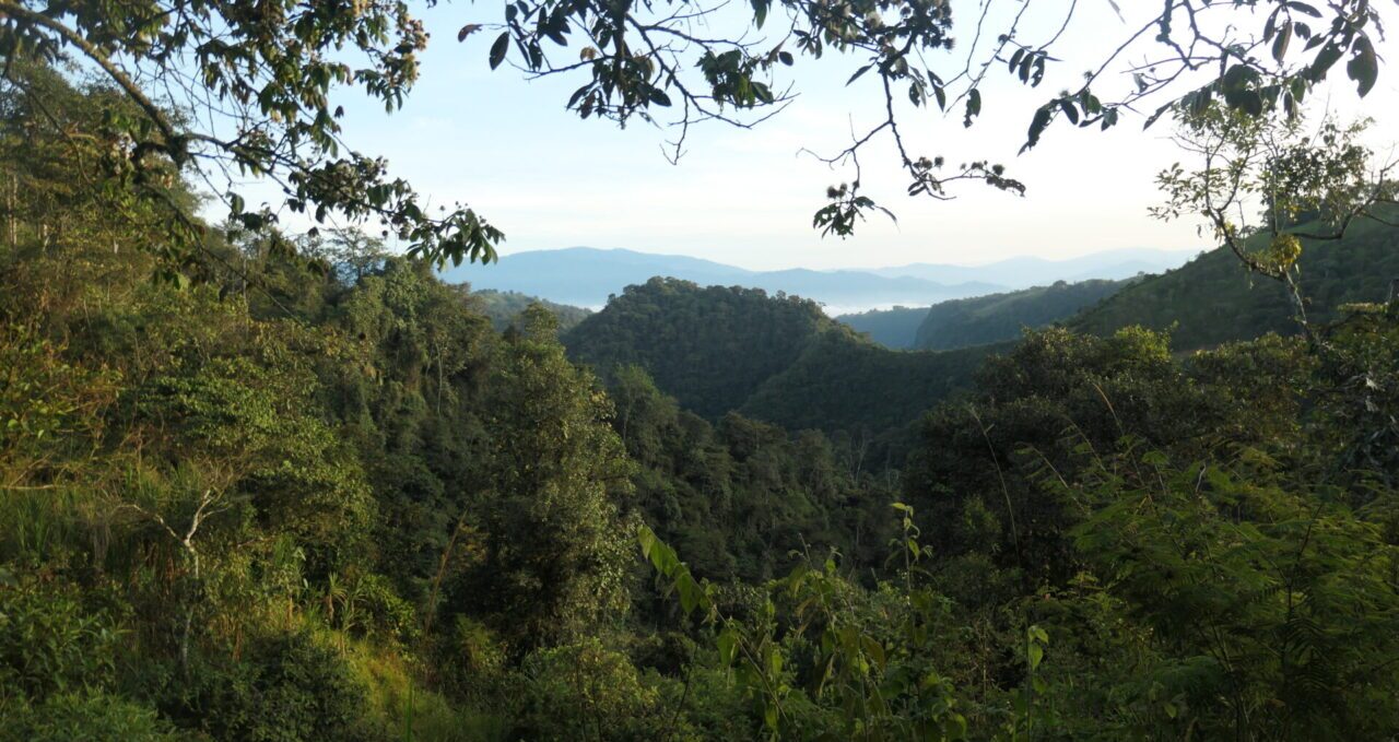 Cloud forest canopy Mindo