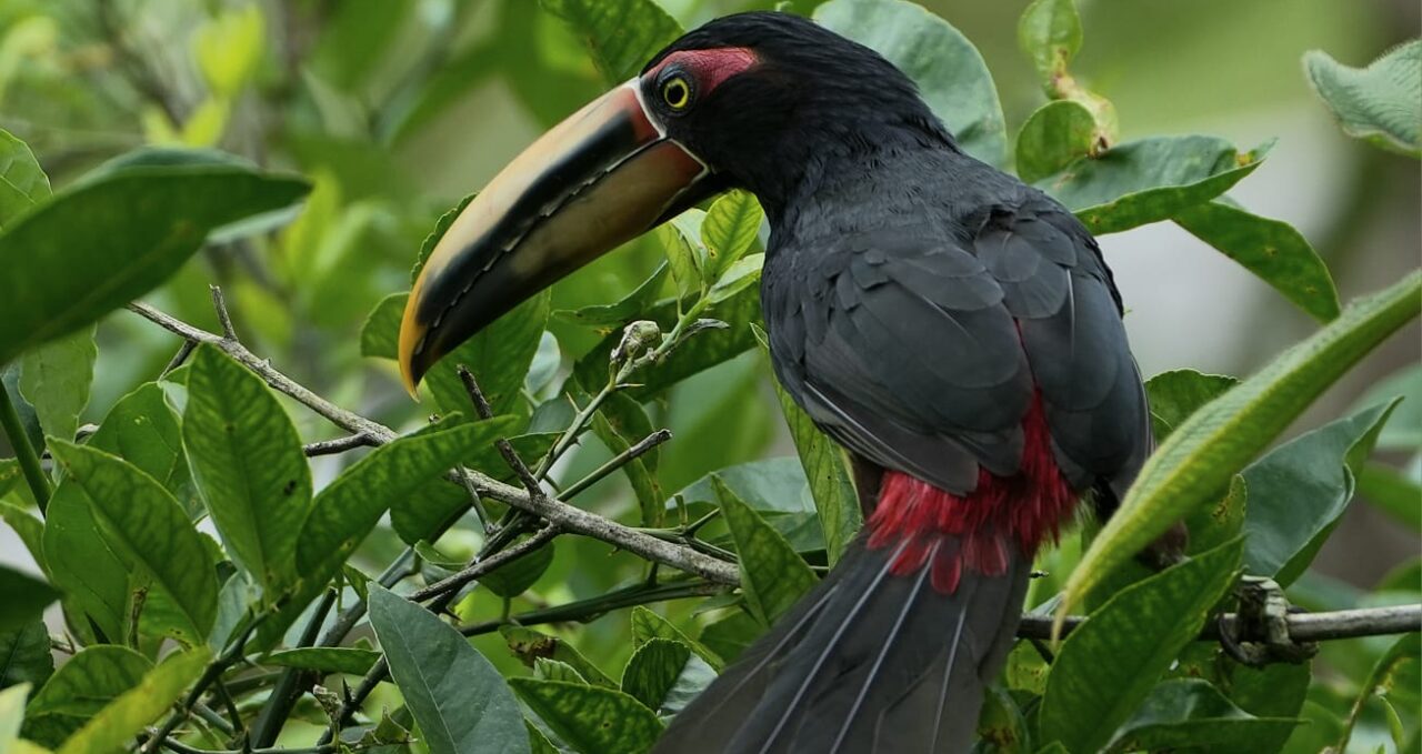 Toucan, El Monte, Mindo