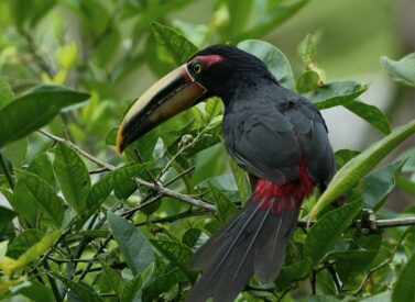 Toucan, El Monte, Mindo