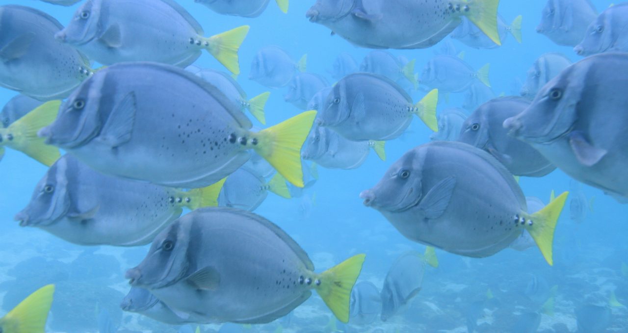 Fish school Galapagos