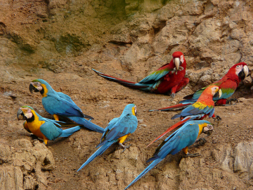 scarlet and blue and yellow macaws peru - Andean Trails