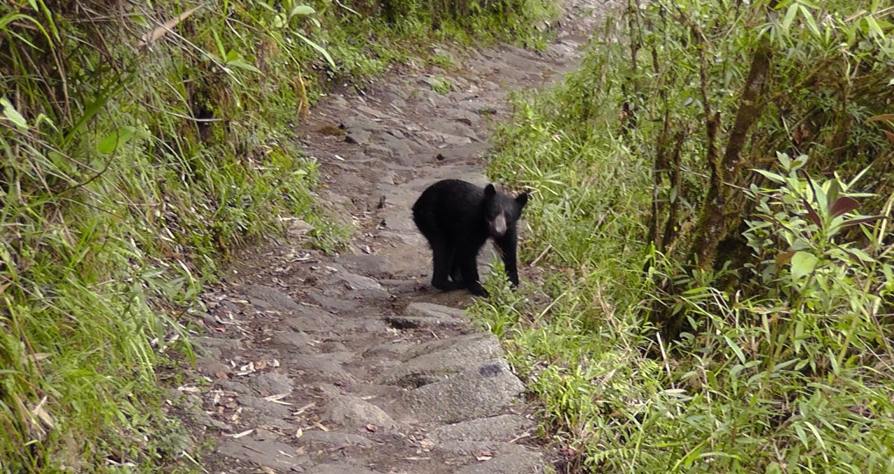Spectacled bear Inca Trail Peru