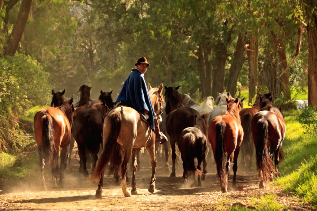 Hacienda Zuleta horses Ecuador