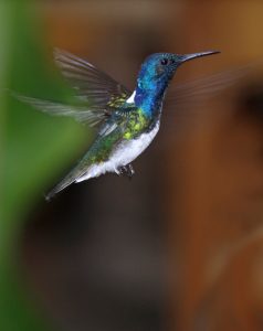 Hummingbird in flight Ecuador