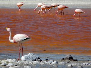 flamingo-laguna-colorada-uyuni-bolivia