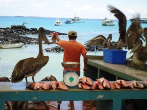 galapagos-san-cristobal-fish-stall