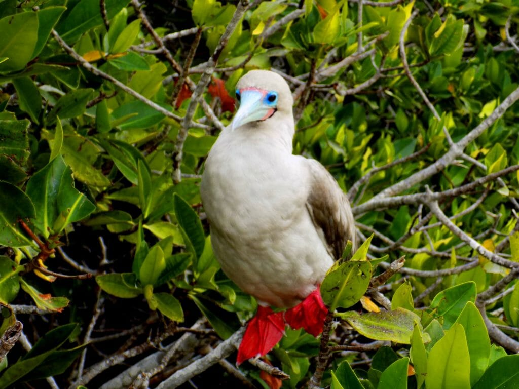 A List of Top 10 Birds to See in Galapagos Islands | Andean Trails