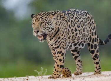 A photo of an Onca, Brasil, Pantanal